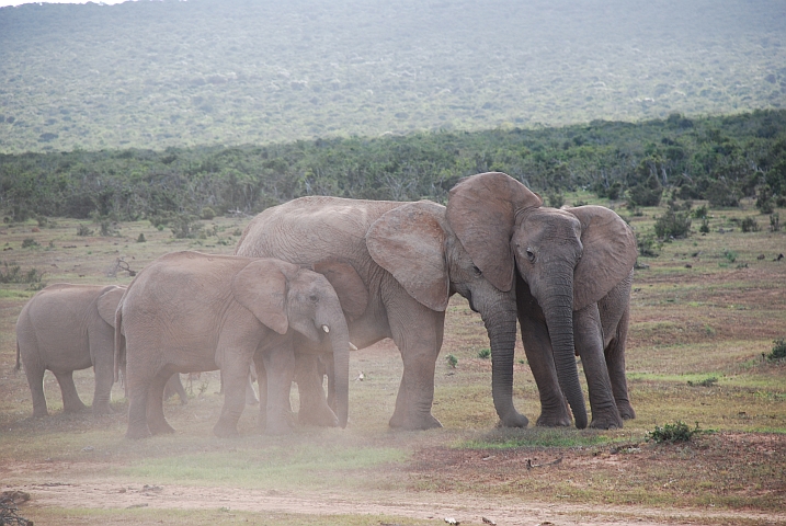 Elefanten sind soziale Tiere