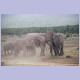 Elefanten sind soziale Tiere