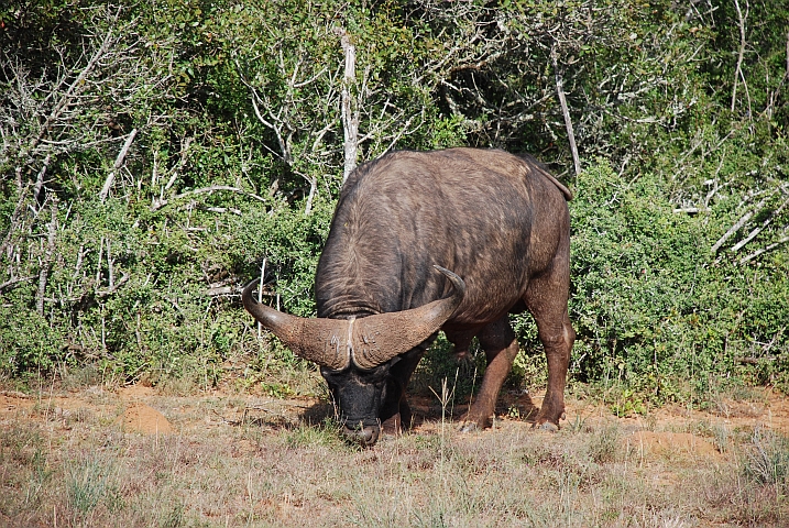 Büffelbulle im Addo Elephant Nationalpark