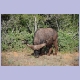 Büffelbulle im Addo Elephant Nationalpark