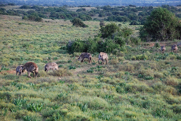 Tüpfelhyänen und Warzenschweine im Addo Elephant Nationalpark