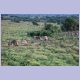Tüpfelhyänen und Warzenschweine im Addo Elephant Nationalpark