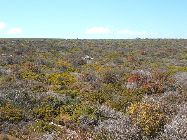 Typische Fynbos Vegetation an der Westküste von Südafrika