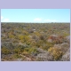 Typische Fynbos Vegetation an der Westküste von Südafrika