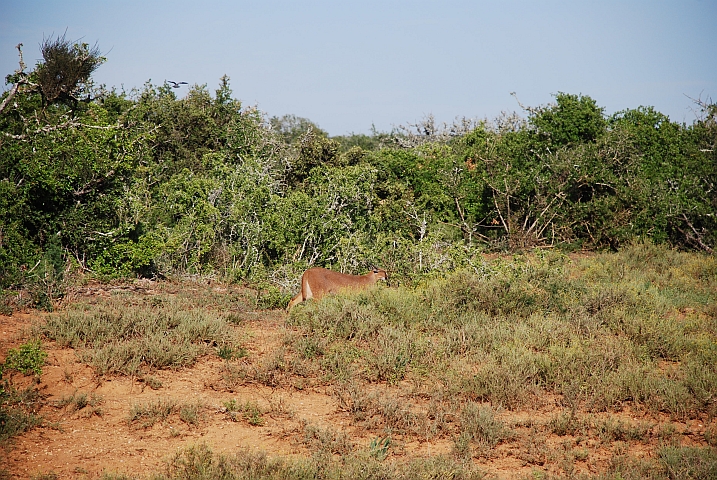 Ein Caracal im Addo Elephant Nationalpark