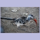 Redbilled Hornbill (Rotschnabeltoko)