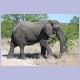 Alter Elefantenbulle mit fehlendem rechtem und abgebrochenem linken Stosszahn