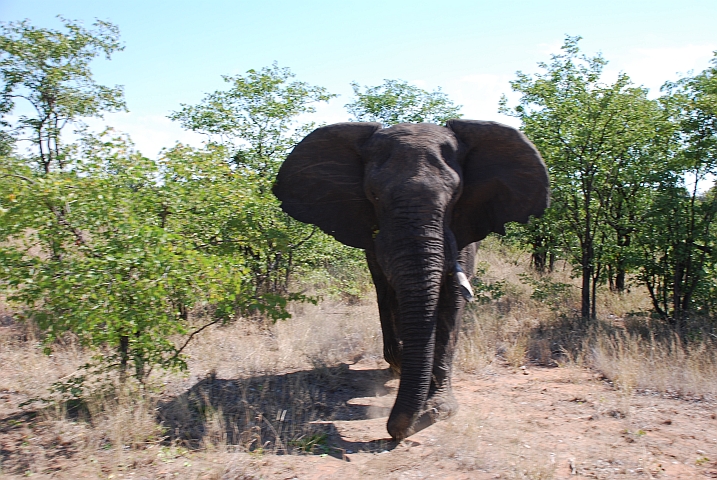 Elefant greift an, jetzt aber nix wie weiter