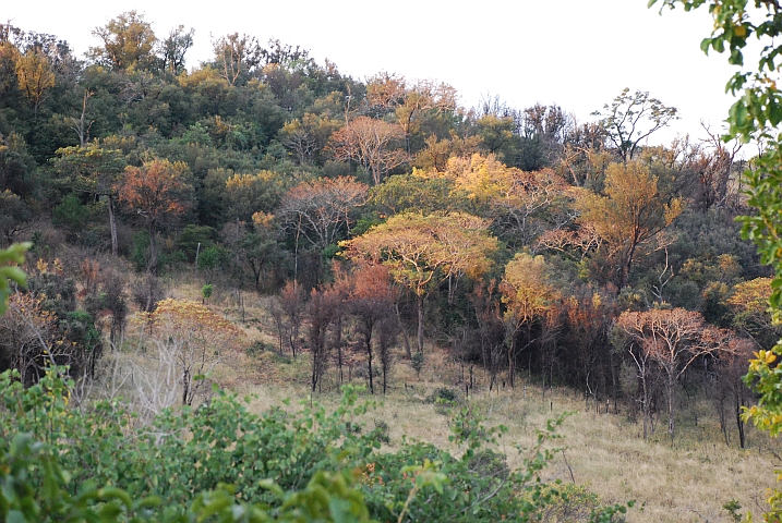 Herbstliche gefärbte Bäume am Mahonie Loop bei Punda Maria