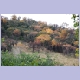 Herbstliche gefärbte Bäume am Mahonie Loop bei Punda Maria