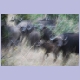“Verwischte Büffel“: Dieses Foto hat uns verbüfflt