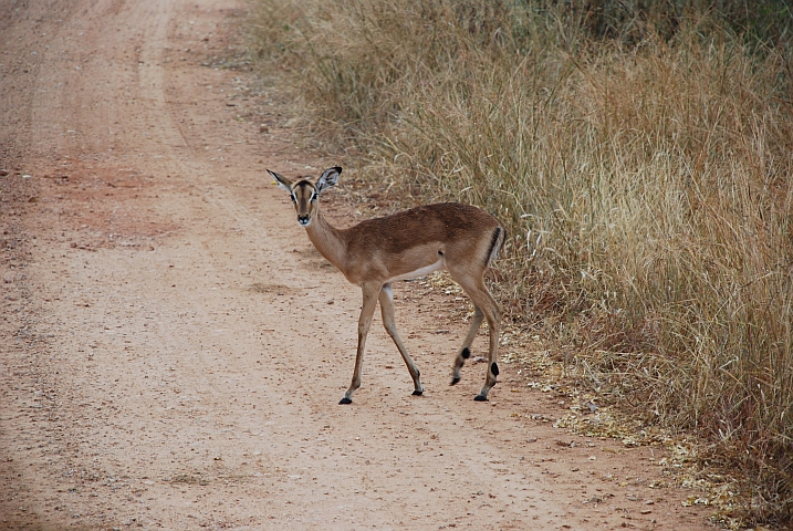 Impala Kuh