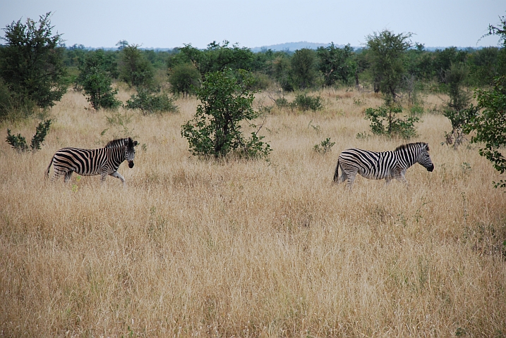 Zebras unterwegs zur Tränke