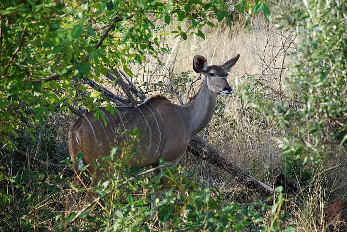 Kudu Kuh