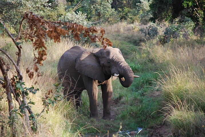 Elefant beim Trinken