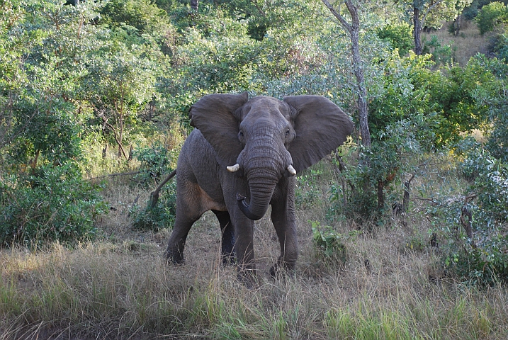 Dieser Elefant ist kein Freund von Obelix