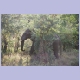 Elefanten wollen einfach nicht glauben, dass sie sich nicht hinter einem Busch verstecken können