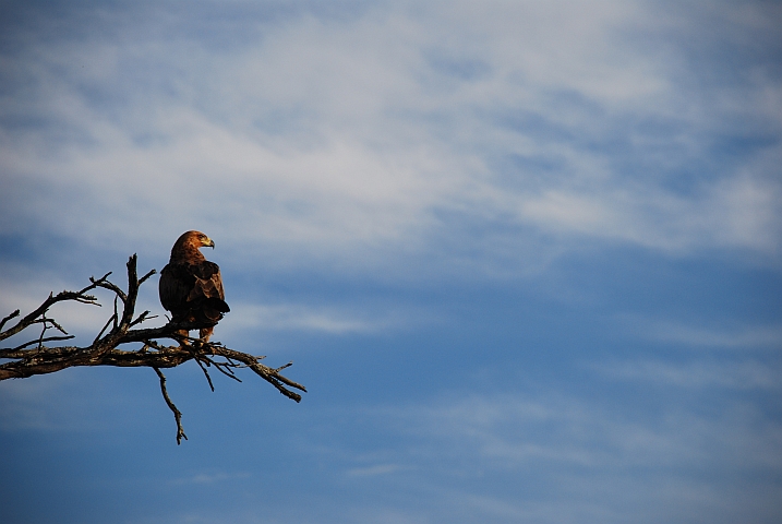 Tawny Eagle (Raubadler)