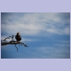 Tawny Eagle (Raubadler)