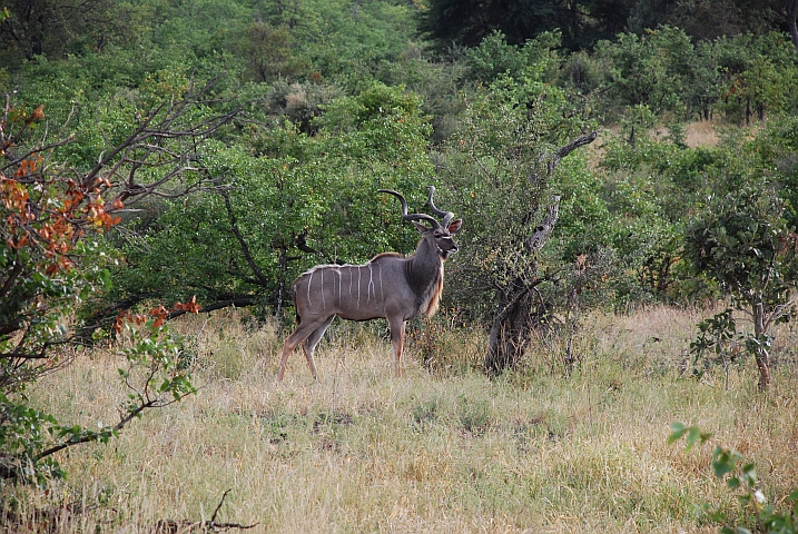 Kudu Bock