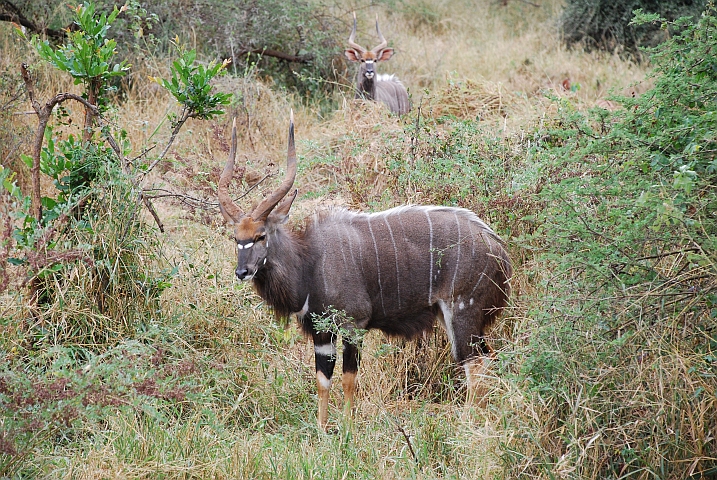 Zwei Nyala Bocks