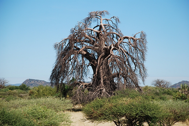 Das hässliche Entlein unter den Baobabs