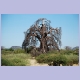 Das hässliche Entlein unter den Baobabs