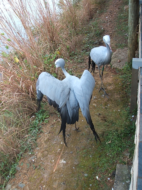 Zwei Blaukraniche im Austin Roberts Vogelpark