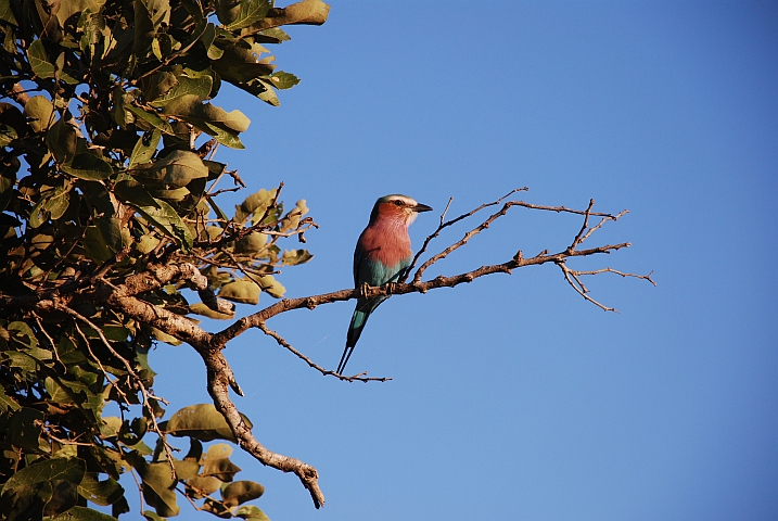 Lilac-breasted Roller (Gabelracke)