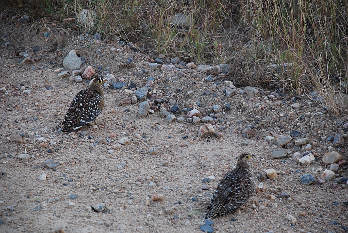 Doublebanded Sandgrouse