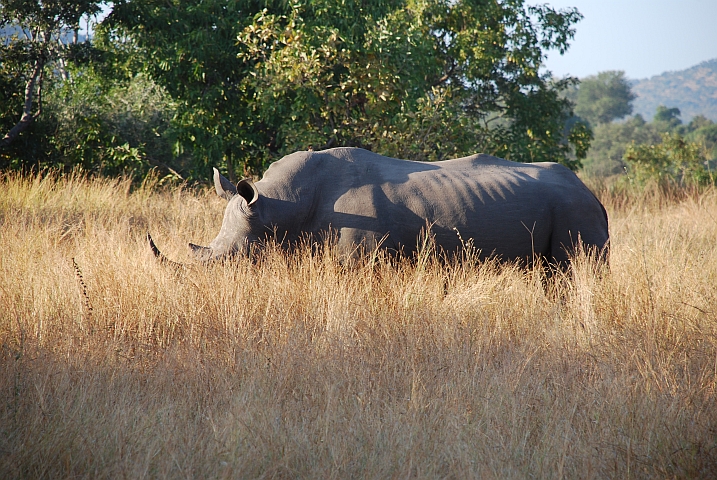 Ein Breitmaulnashorn am fressen