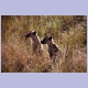 Spotted Hyaenas (Tüpfelhyänen) am Wegesrand