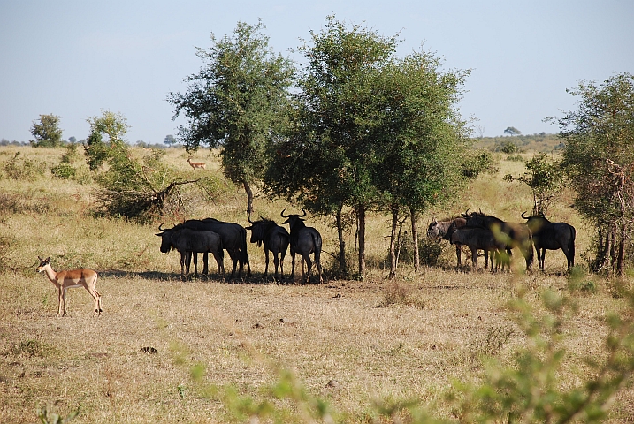 Ein Impala und mehrere Gnus