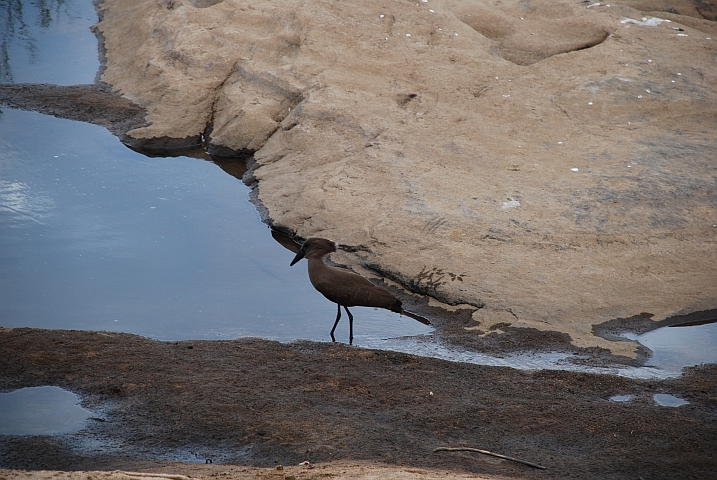 Hamerkop (Hammerkopf)