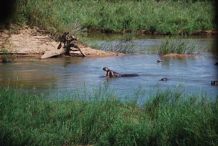 Hippos im Sabie River (Nilpferde)