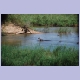 Hippos im Sabie River (Nilpferde)