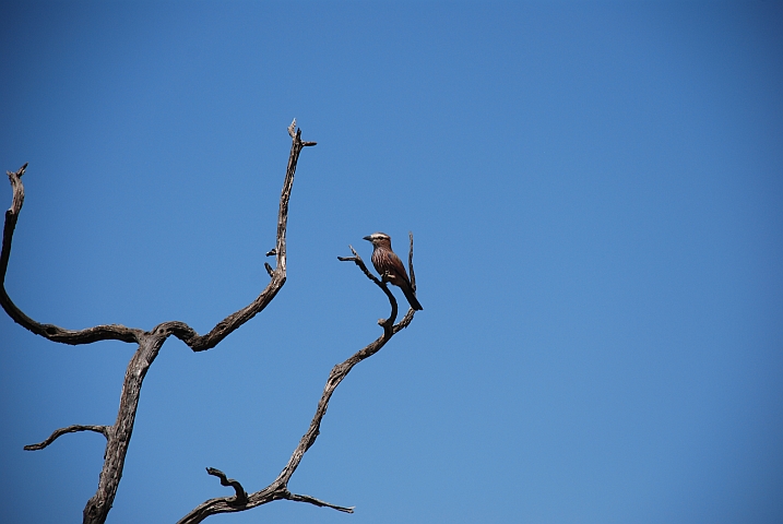 Purple Roller (Strichelracke)