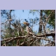 Southern Yellow-billed Hornbill (Gelbschnabeltoko)