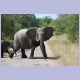 Eigentlich gilt auch in Südafrika Rechtsvortritt, aber bei diesen Elefanten machen wir eine Ausnahme