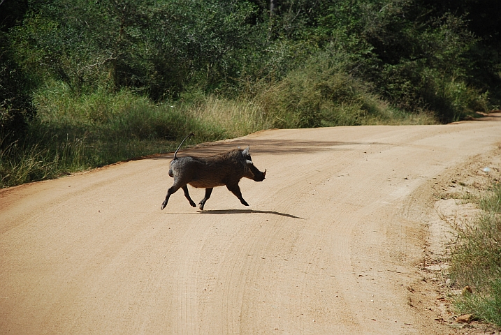 Warthog (Warzenschwein), elegant wie eine Primaballerina