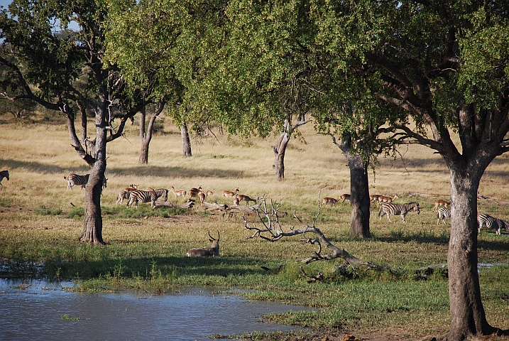 Endlich mal etwas Betrieb am Wasserloch: Impalas, Zeras und ein Waterbuck