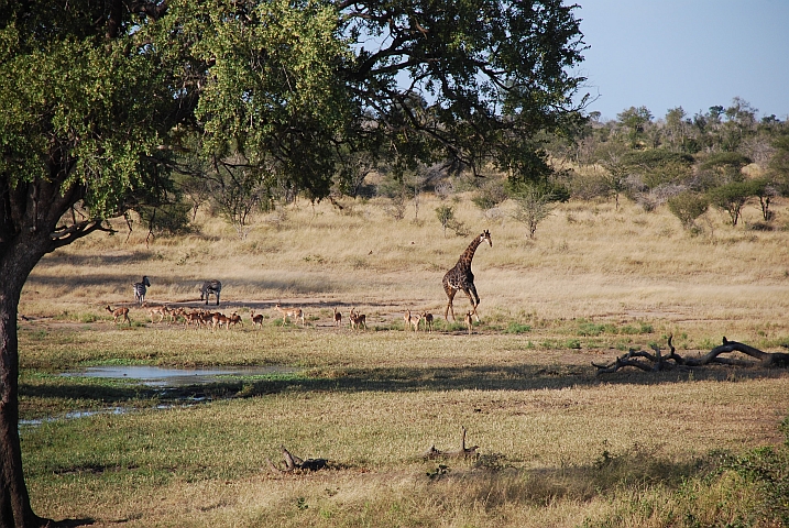 Zebras, Impalas und eine Giraffe am Wasserloch