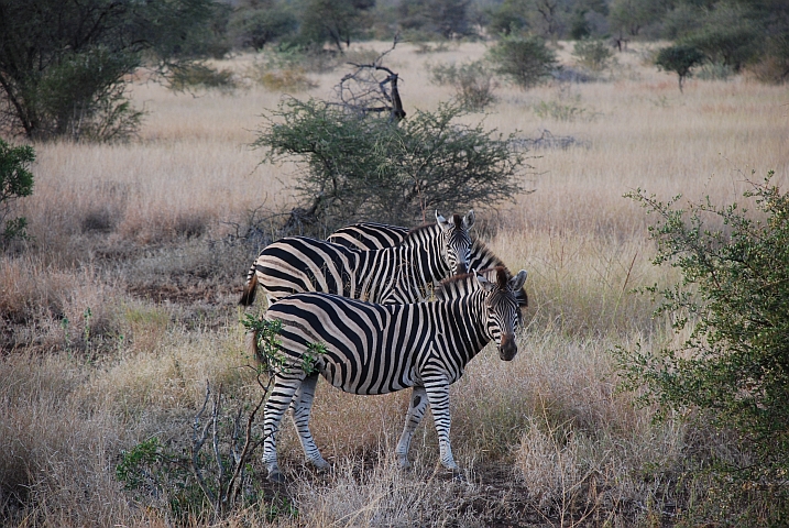 Dies sind nicht die Zebras, an denen Thomas vorbeigeblocht ist