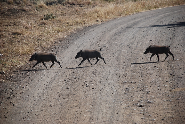 Drei Warthogs (Warzenschweine) eilen über die Piste