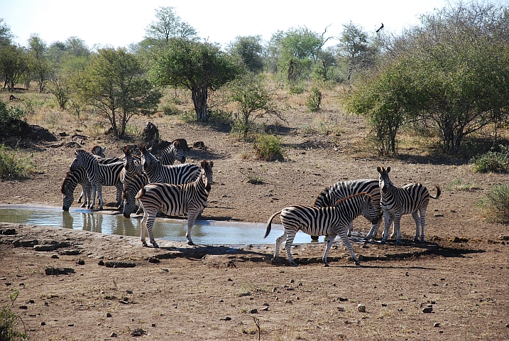 Zebras am Sonop Wasserloch
