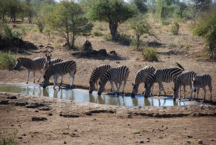 Neun Zebras am Wasserloch