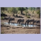 Neun Zebras am Wasserloch