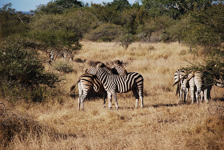 Zebras