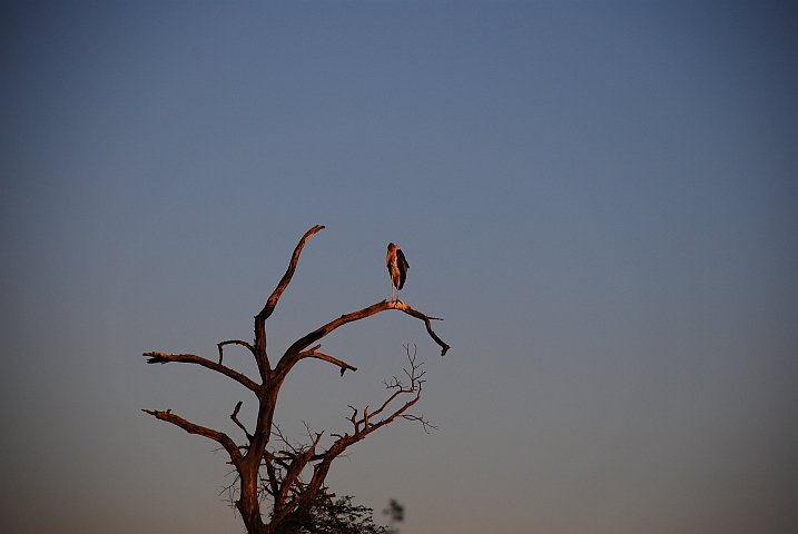 Marabou Stork (Marabu)