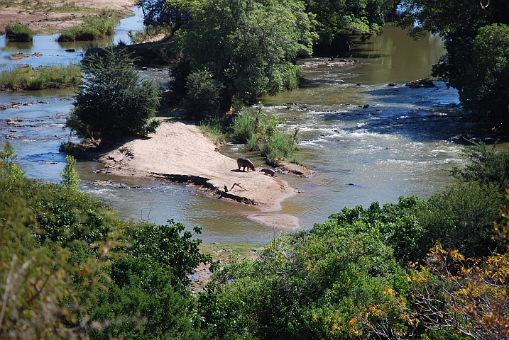 Flusspferd mit Jungem im Olifants Fluss